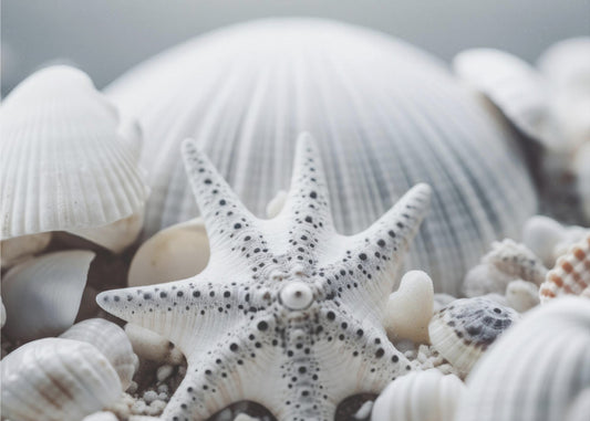 Seashell Symphony | Canvas