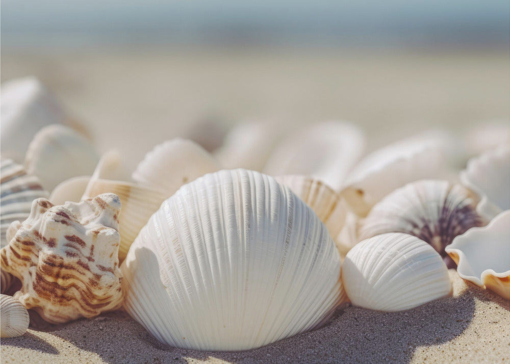 Seaside Shells | Wallpaper