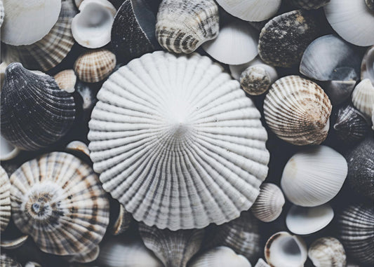 Shell Symphony | Canvas