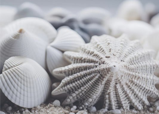 Seashell Serenity | Canvas