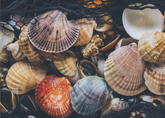 Shell Symphony | Canvas