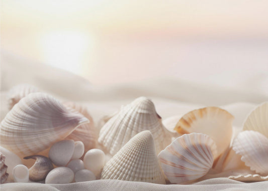 Seashell Serenity | Wallpaper