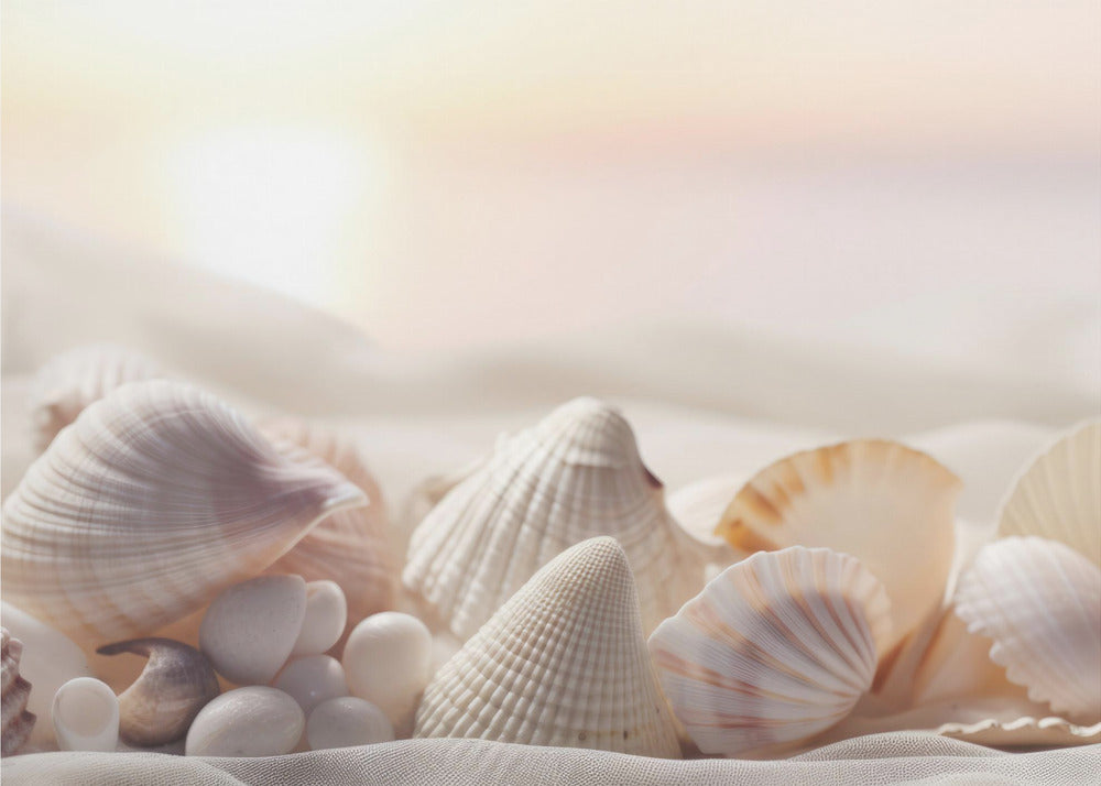 Seashell Serenity | Canvas