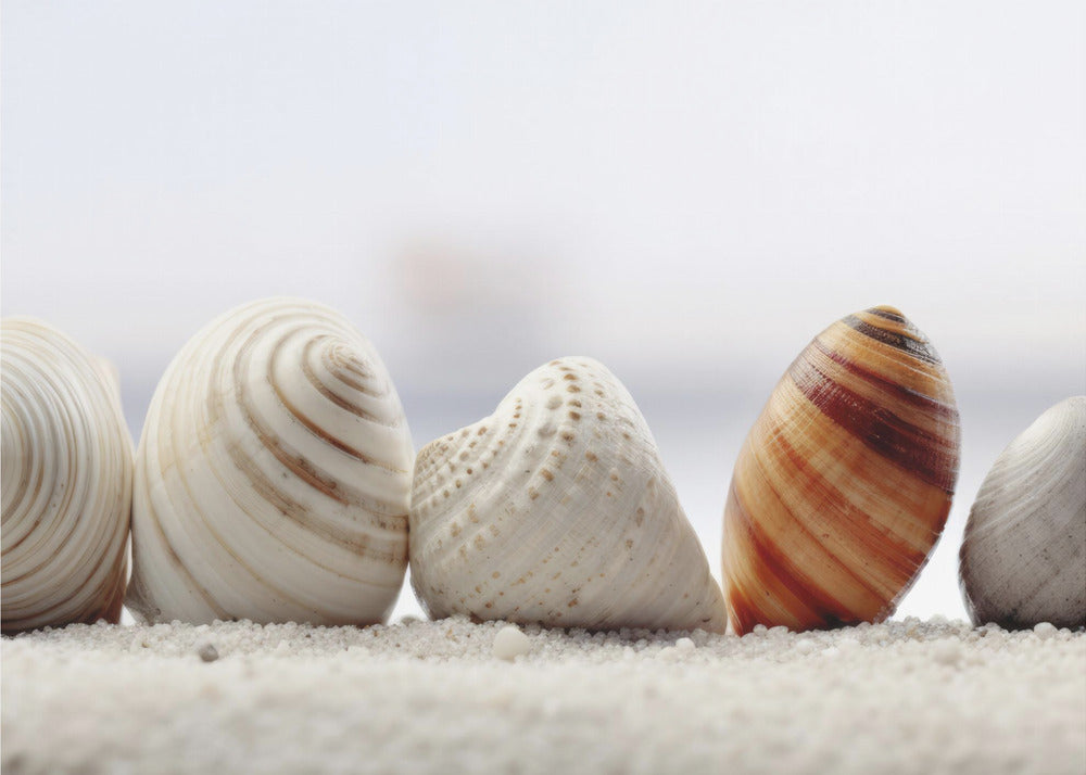 Seashell Symphony | Canvas