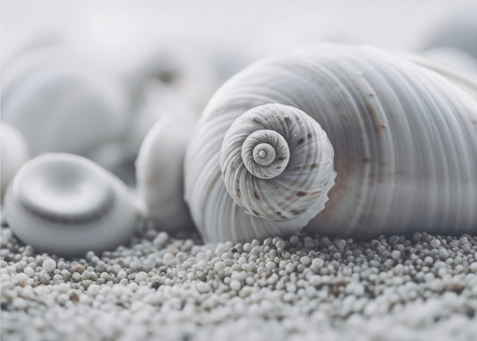Seashell Serenity | Poster