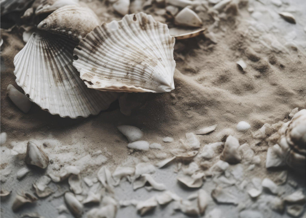 Seashell Serenity | Poster