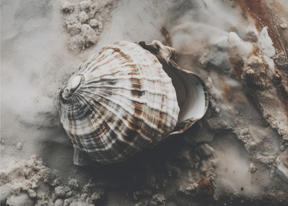 Seashell Serenity | Wallpaper