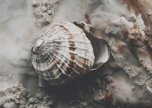 Seashell Serenity | Wallpaper