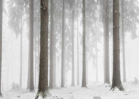 Winter Forest | Poster