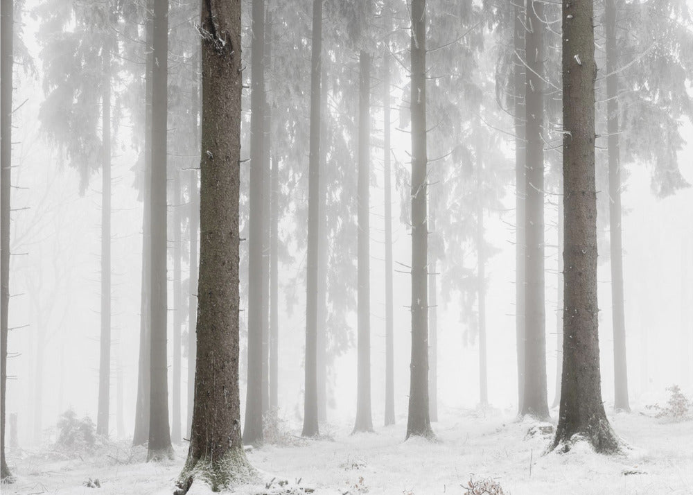 Winter Forest | Canvas