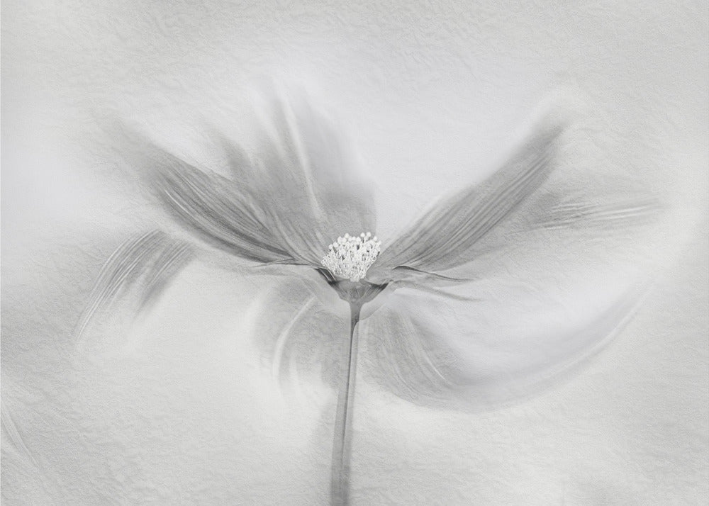 Dancing Cosmos | Canvas