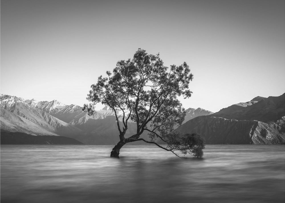 wanaka tree | Wallpaper