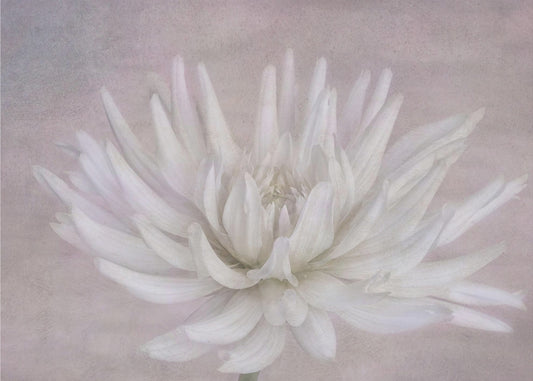 White | Canvas