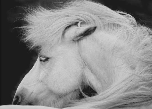 Listen to the Wind | Canvas