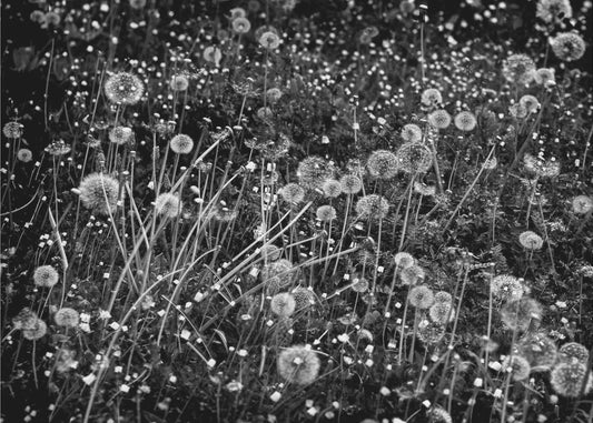 The dandelion field | Wallpaper