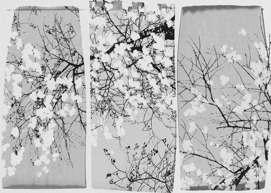 Oriental Blossom | Canvas