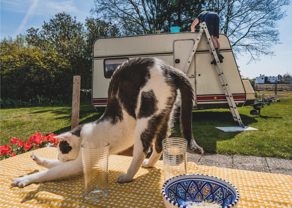 Simular poses... | Poster