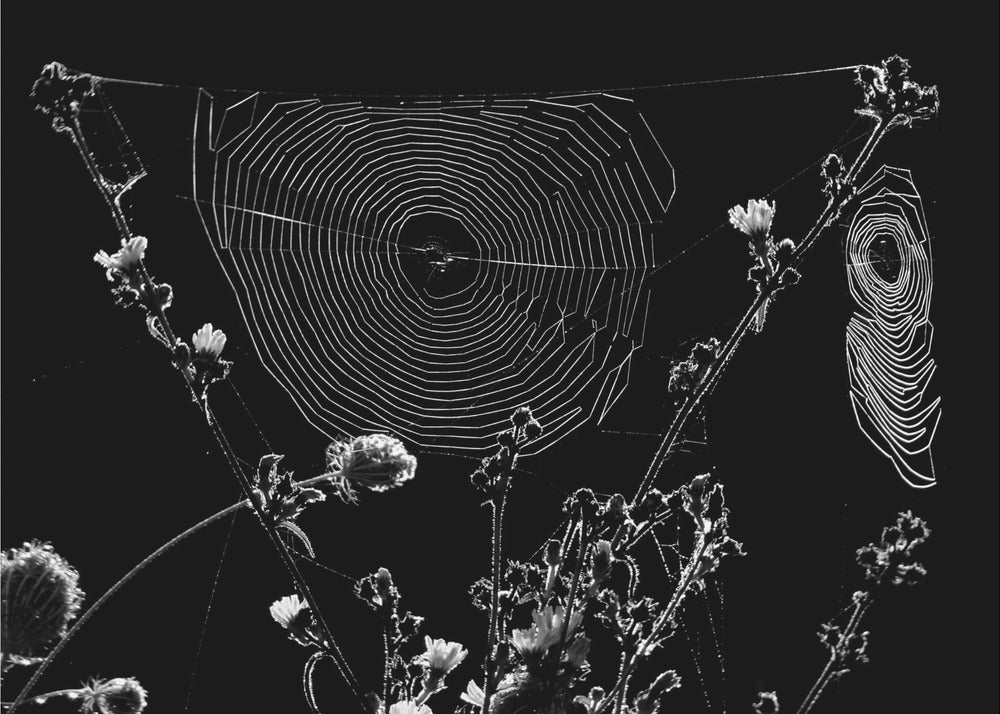 Spider Webs | Wallpaper