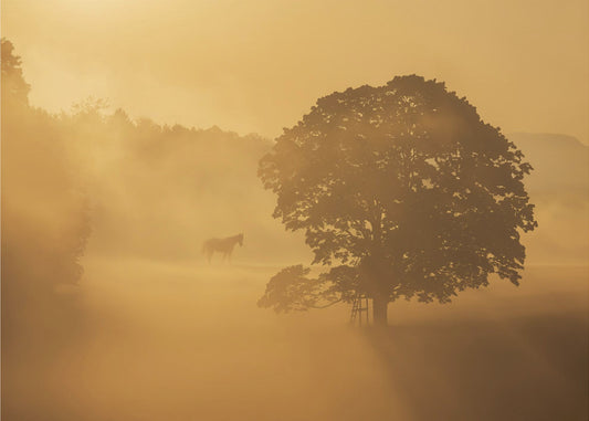 autumn morning | Poster