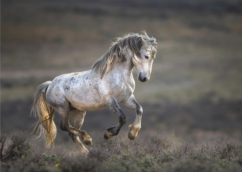 Mustang, Wild Horse / Equus ferus caballus | Canvas