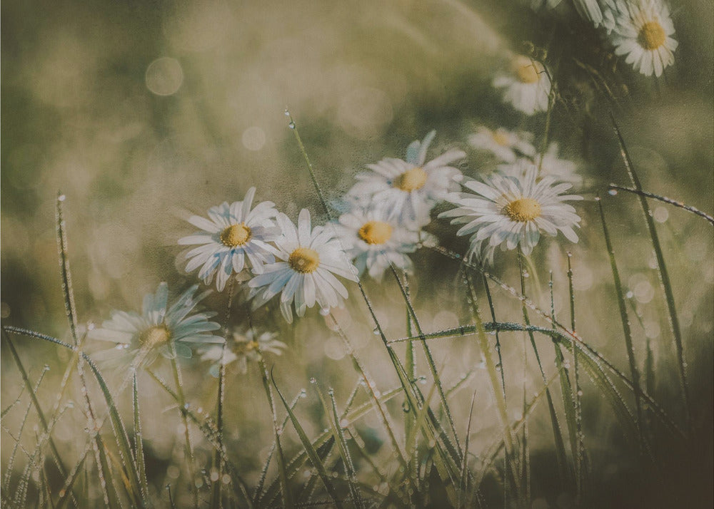 daisies in early morning | Poster
