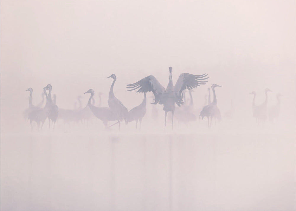 Common Cranes in the morning mist | Wallpaper