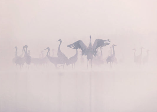 Common Cranes in the morning mist | Wallpaper
