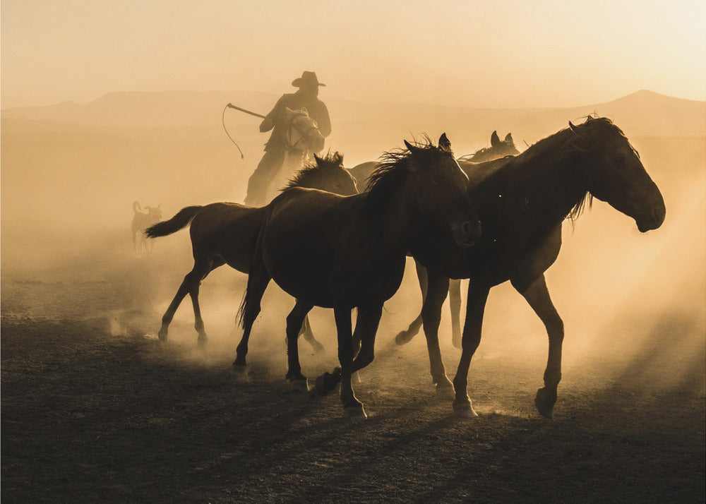 Run between horses | Wallpaper