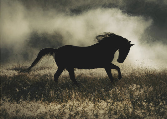 a short story about the morning glory | Canvas