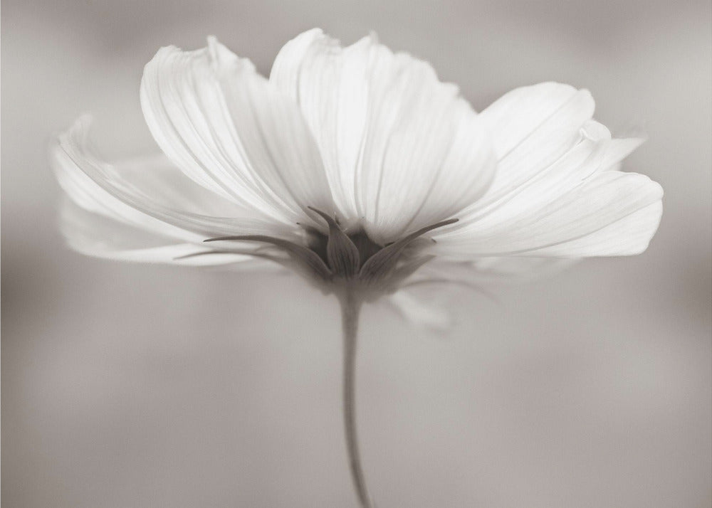 Cosmos | Canvas