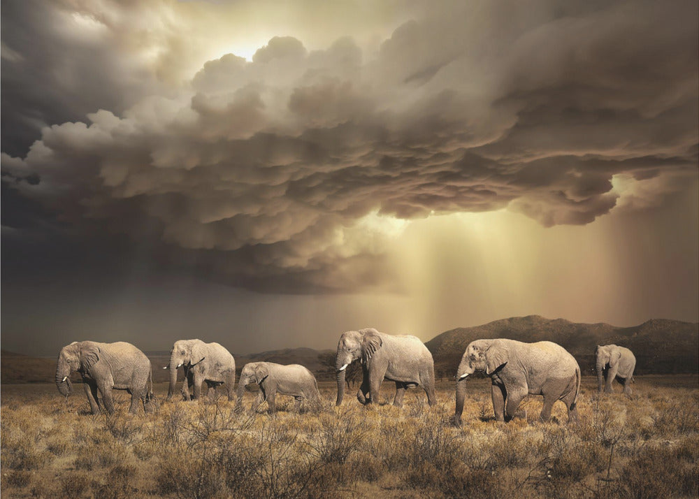 FreeElephants | Canvas