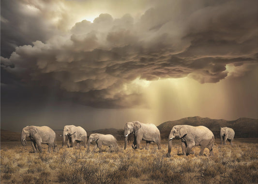 FreeElephants | Canvas