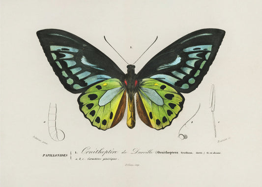 Green Birdwing Butterfly | Canvas