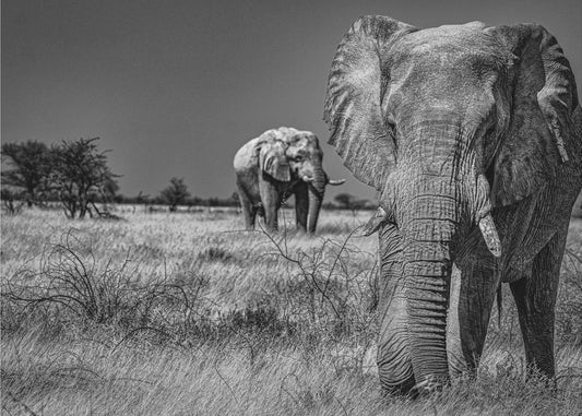 Elephant fields | Wallpaper