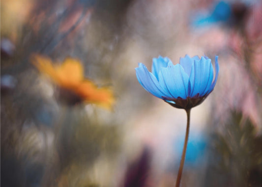 Do you wanna dance with me | Wallpaper