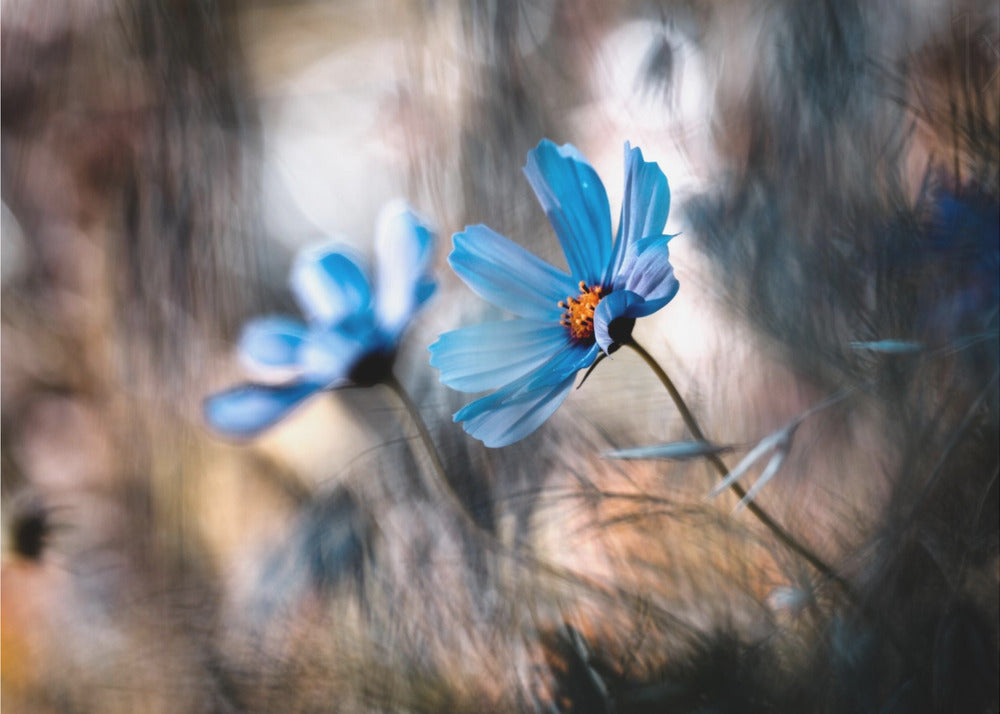 The two of us | Wallpaper