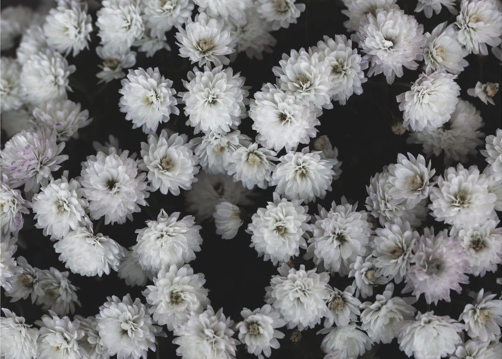 Tiny Flowers 3 | Canvas
