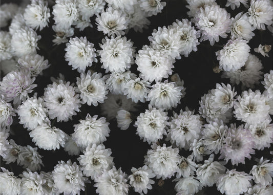 Tiny Flowers 3 | Canvas