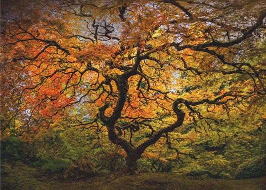 The maple Tree | Wallpaper