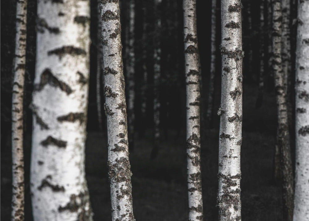 Birch Trees 8 | Poster