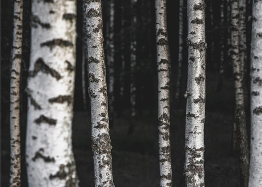 Birch Trees 8 | Poster