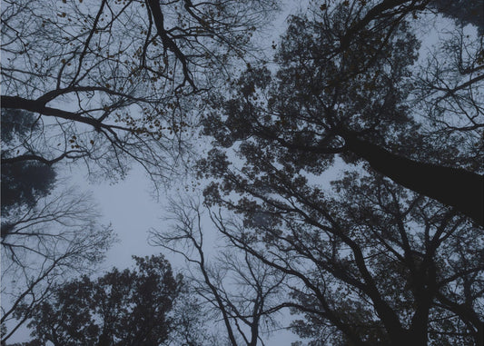 Looking Up 1 | Poster