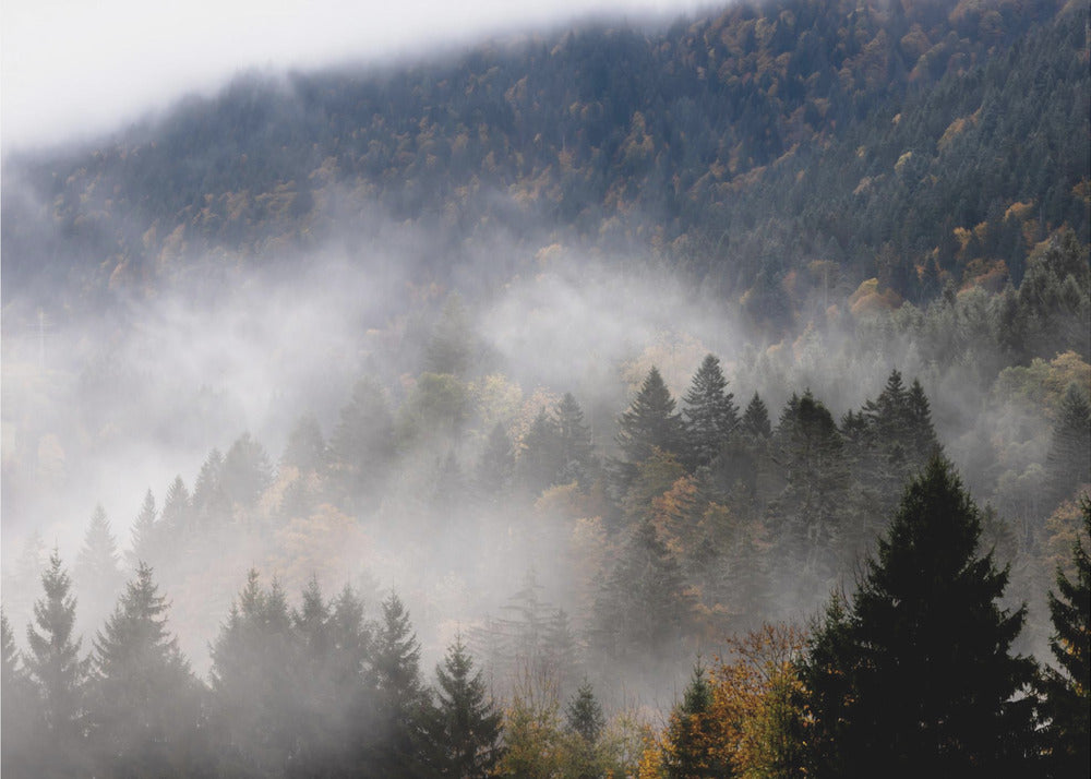 Foggy Woods 9 | Poster