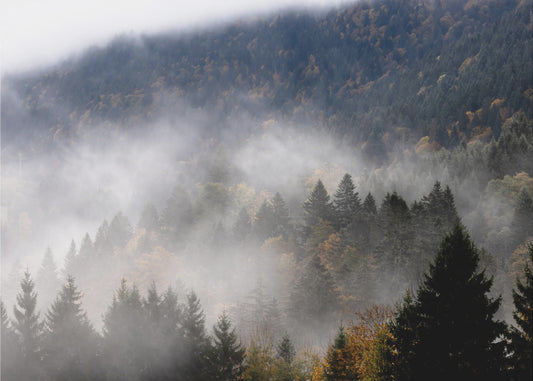 Foggy Woods 9 | Canvas