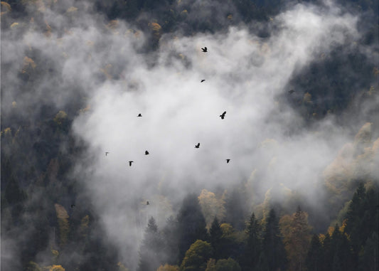 Foggy Woods 8 | Canvas