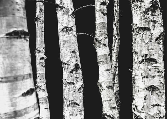 Birch Trees | Poster