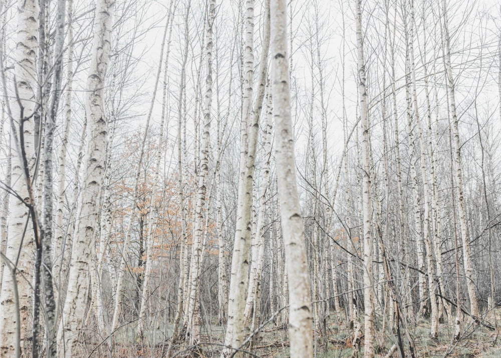 Birch Trees 9 | Poster