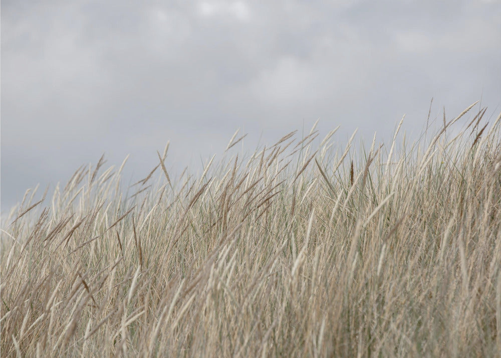 Dunes and Clouds | Canvas
