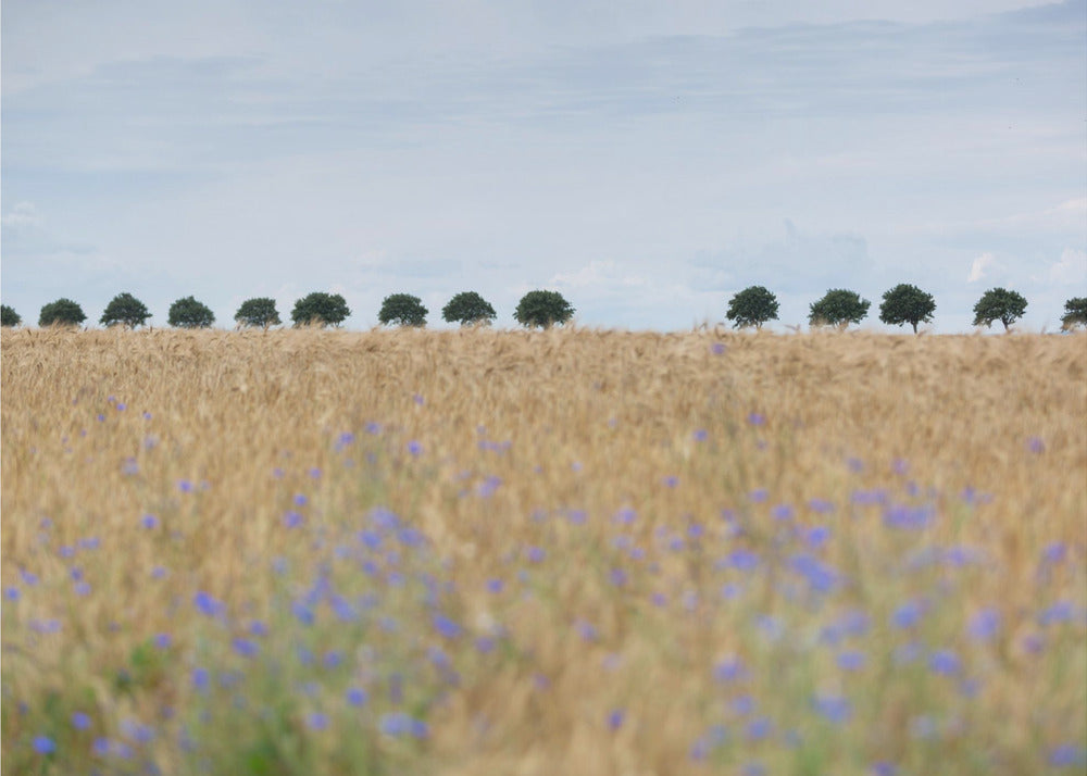 Nordic Moments 4 | Poster