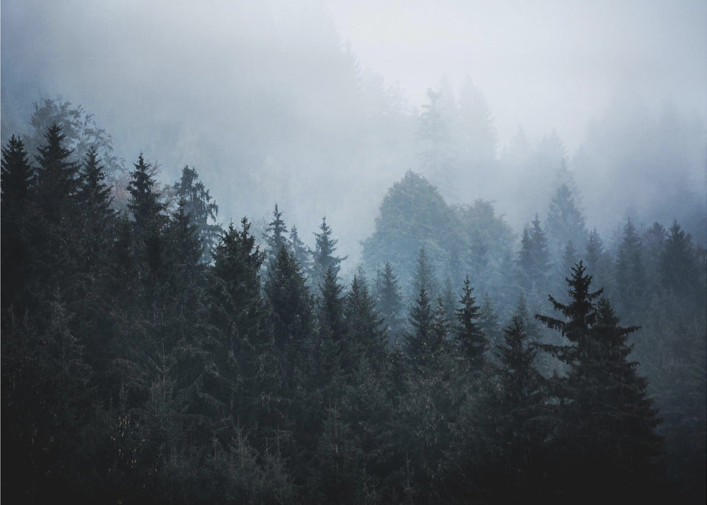 Foggy Woods 5 | Poster